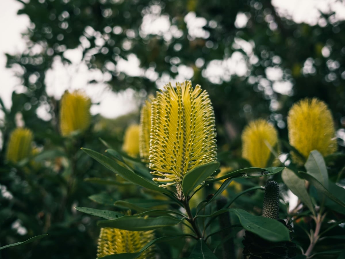 Burials in Geelong by Jonathan Hepner Funerals